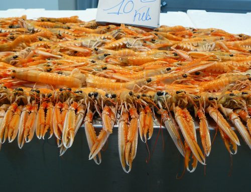 Gli scampi: tutto quello che c’è da sapere