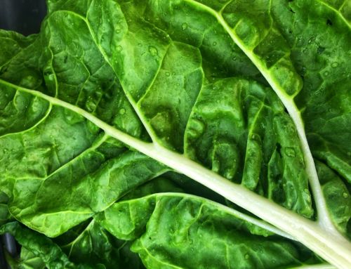 Le proprietà delle verdure a foglia verde: fibre e tanto altro per la tua salute